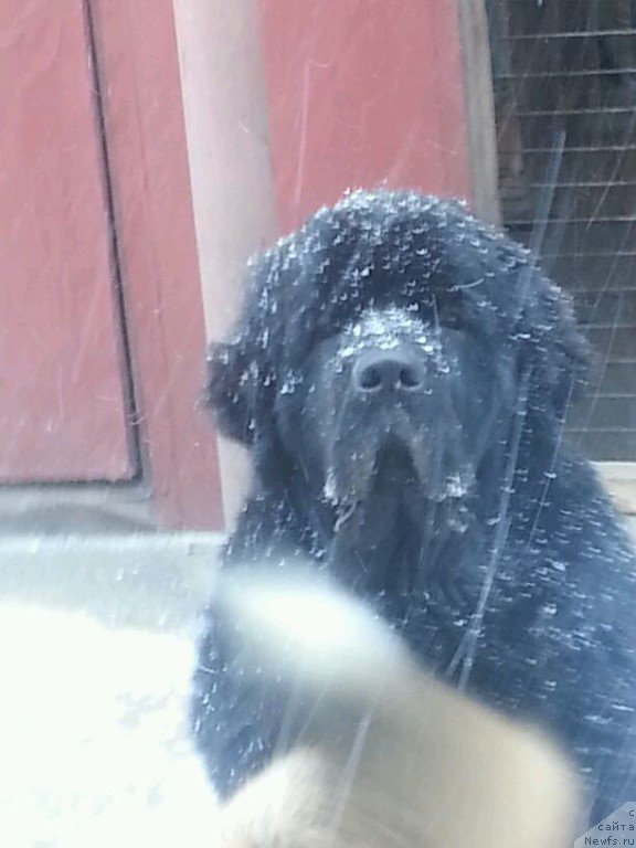 Фото: ньюфаундленд Sent Djons Zaura (Сент Джонс Заура)