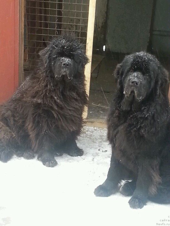 Фото: ньюфаундленд Sent Djons Zaura (Сент Джонс Заура)