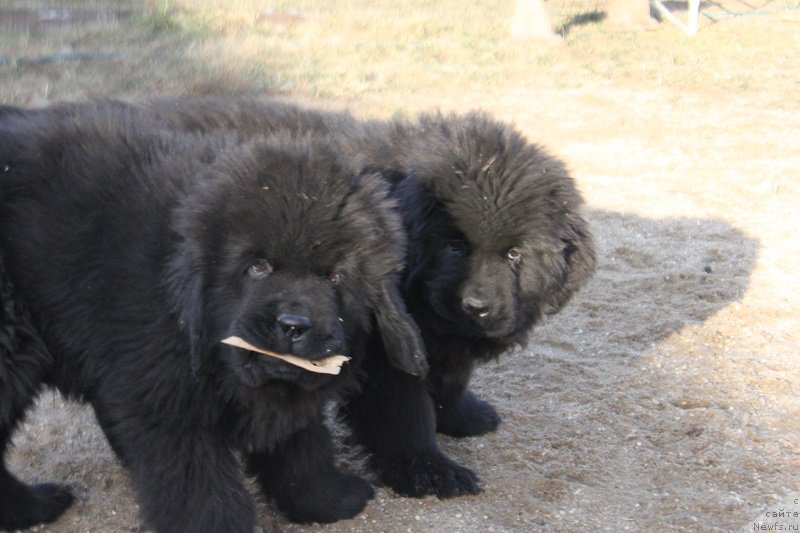 Фото: ньюфаундленд Myelman SHerstistyiy Mamont (Мэлман Шерстистый Мамонт), ньюфаундленд Malinoviy Tsvetok Mayolika (Малиновый Цветок Майолика)