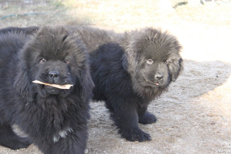 Фото: ньюфаундленд Myelman SHerstistyiy Mamont (Мэлман Шерстистый Мамонт), ньюфаундленд Malinoviy Tsvetok Mayolika (Малиновый Цветок Майолика)
