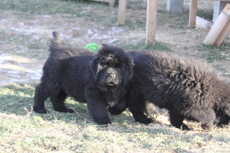 Фото: ньюфаундленд Mnogolikaya Boginya Manifik (Многоликая Богиня Манифик)
