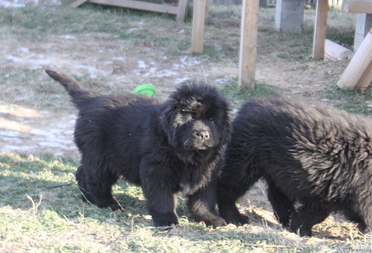 Фото: ньюфаундленд Mnogolikaya Boginya Manifik (Многоликая Богиня Манифик)