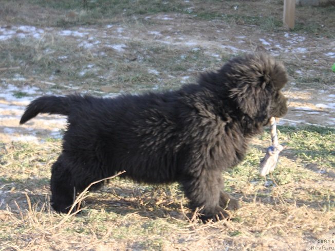 Фото: ньюфаундленд Markiz Maximilien de Mark (Маркиз Максимельен Де Марк)