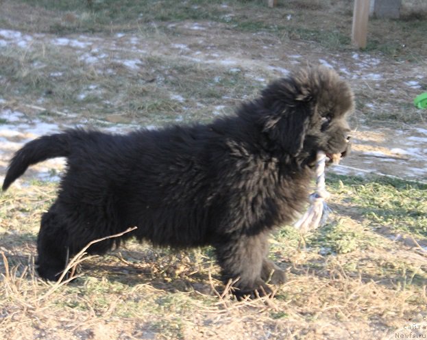 Фото: ньюфаундленд Markiz Maximilien de Mark (Маркиз Максимельен Де Марк)