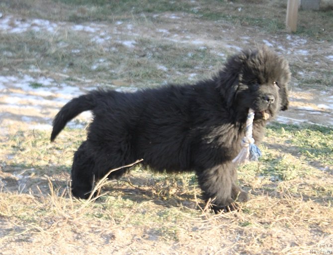 Фото: ньюфаундленд Markiz Maximilien de Mark (Маркиз Максимельен Де Марк)