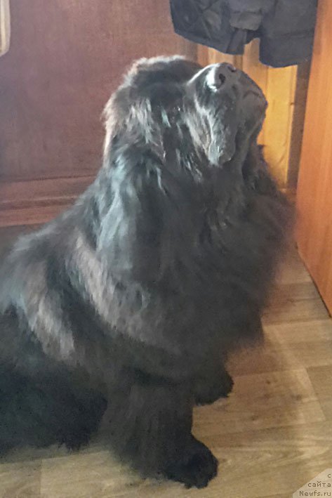 Фото: ньюфаундленд Sozidatel' s Berega Dona (Созидатель с Берега Дона)