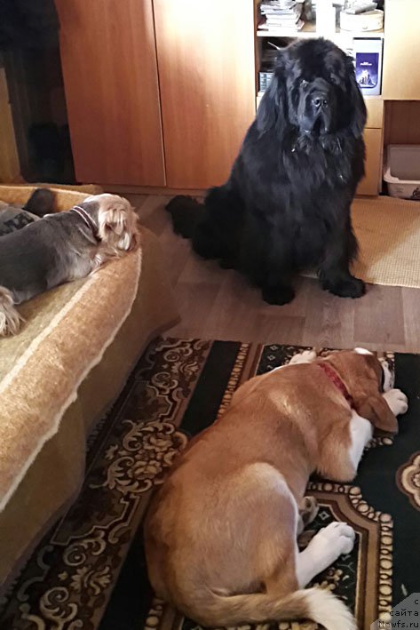 Фото: ньюфаундленд Sozidatel' s Berega Dona (Созидатель с Берега Дона)