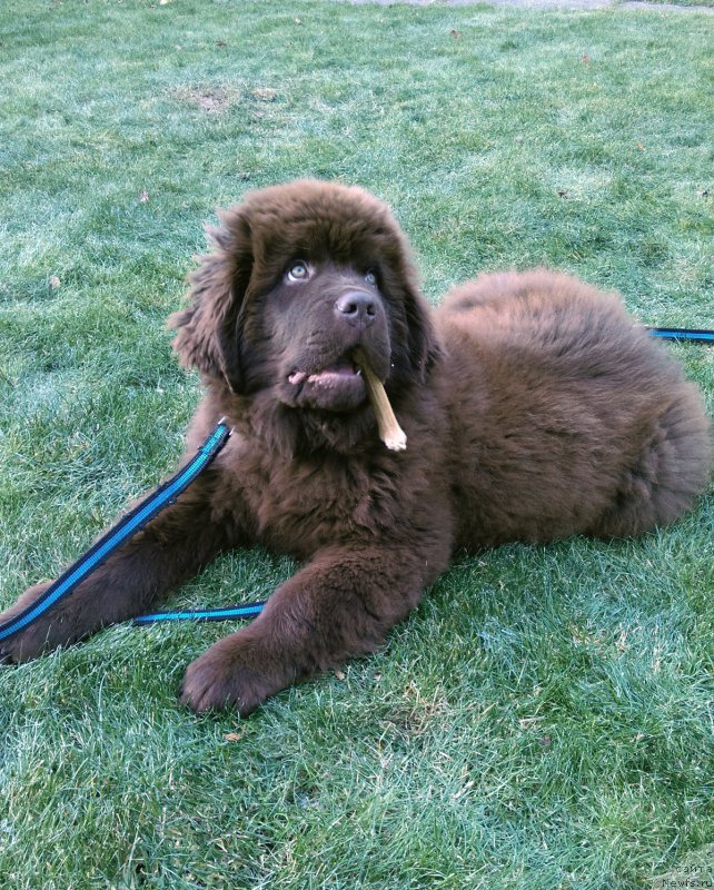 Фото: ньюфаундленд Brownblood MSK Hayes Hago (Браунблад МСК Хаиес Хаго)