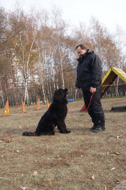 Фото: ньюфаундленд Sent Djons Larel Leolanda (Сент Джонс Ларель Леоланда), Леонид