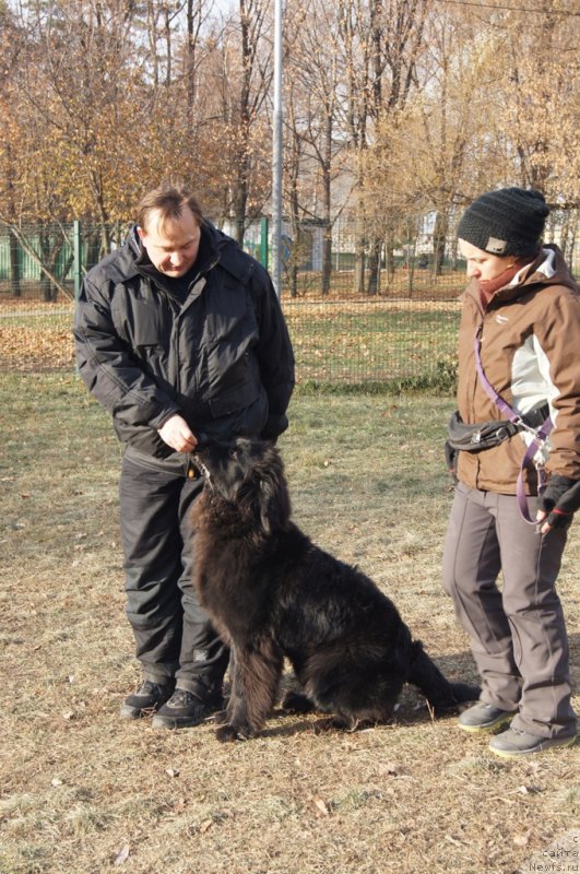 Фото: Леонид, ньюфаундленд Sent Djons Larel Leolanda (Сент Джонс Ларель Леоланда), Aleksandra Fetisova (Александра Фетисова)