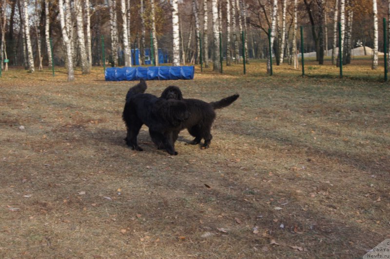 Фото: ньюфаундленд Sent Djons Larel Leolanda (Сент Джонс Ларель Леоланда), ньюфаундленд Aquatoriya Kelvin Yuventus (Акватория Келвин Ювентус)