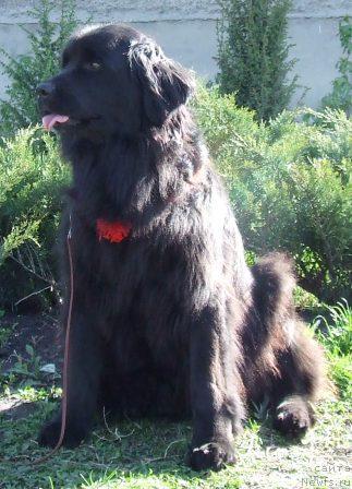 Фото: ньюфаундленд YUma YUjnaya Noch' (Юма Южная Ночь)