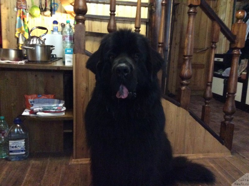 Фото: ньюфаундленд Chisty Brilliant Amigo (Чистый Бриллиант Амиго)