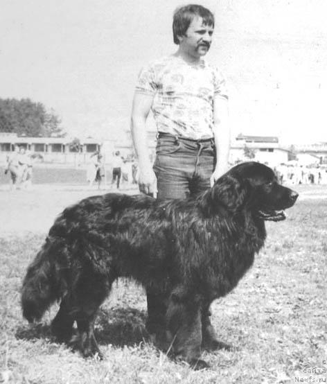 Фото: ньюфаундленд Barri CHarsher (Барри Чаршер)