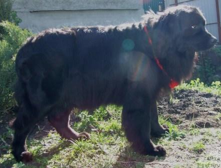 Фото: ньюфаундленд YUma YUjnaya Noch' (Юма Южная Ночь)