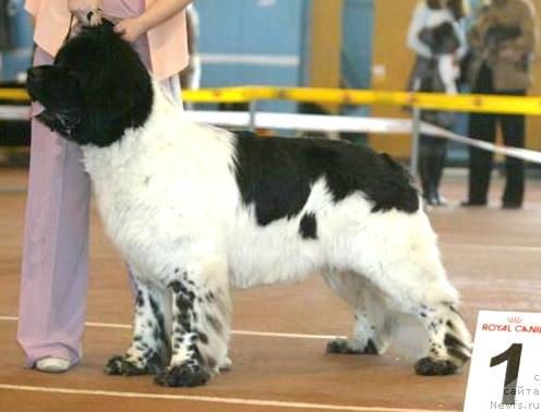 Фото: ньюфаундленд Super Bizon Argo (Супер Бизон Арго)