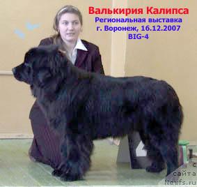 Фото: ньюфаундленд Val'kiriya Kalipsa (Валькирия Калипса)