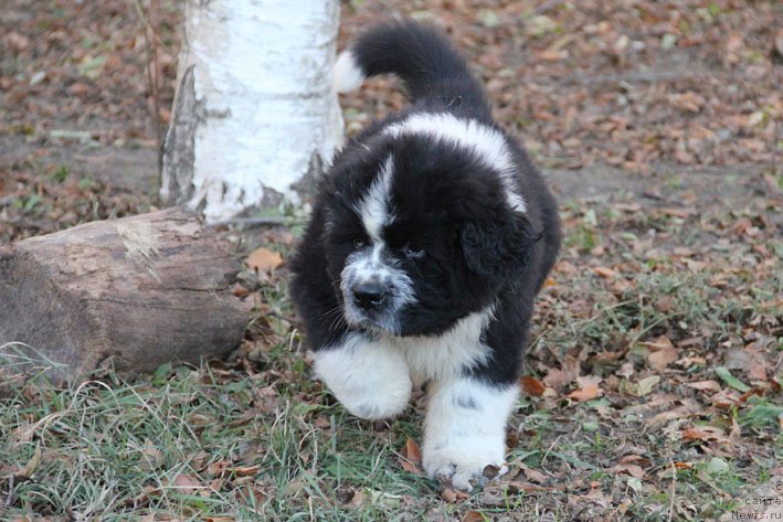 Фотография № 167248