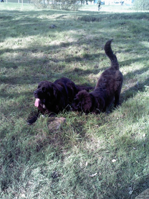 Фото: ньюфаундленд Arna (Арна), ньюфаундленд My Frend Newfy' Abigail Miss Churchill