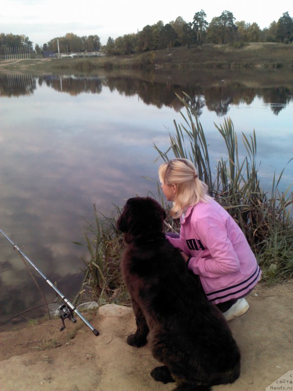 Фото: ньюфаундленд My Frend Newfy' Abigail Miss Churchill, Natal'ya Afanas'eva (Наталья Афанасьева)