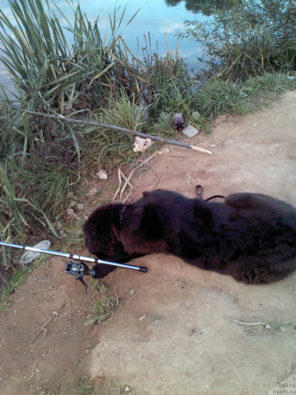 Фото: ньюфаундленд My Frend Newfy' Abigail Miss Churchill