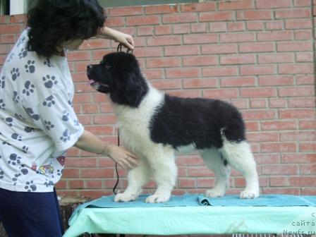 Фото: ньюфаундленд Chatkantarra Taro