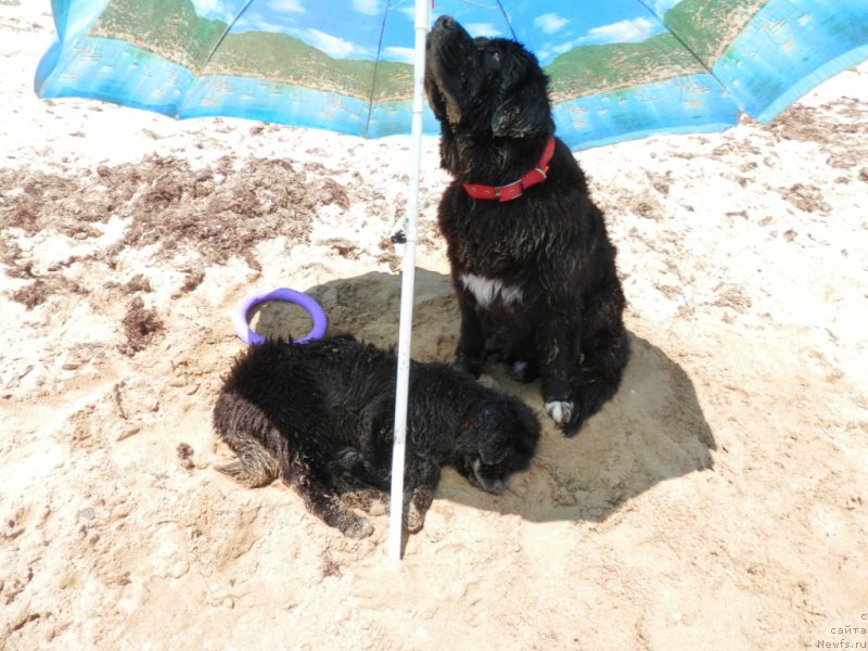 Фото: ньюфаундленд My Frend Newfy' Abigail Miss Churchill, ньюфаундленд Arna (Арна)