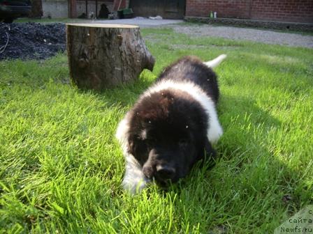 Фото: ньюфаундленд Chatkantarra Taro