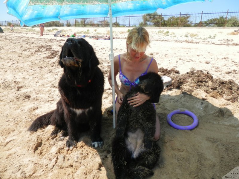 Фото: ньюфаундленд Arna (Арна), ньюфаундленд My Frend Newfy' Abigail Miss Churchill, Natal'ya Afanas'eva (Наталья Афанасьева)