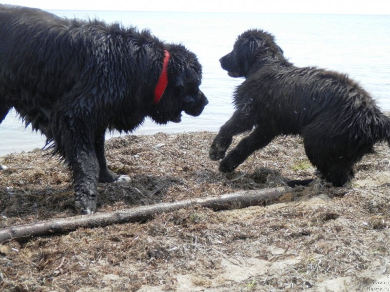 Фото: ньюфаундленд Arna (Арна), ньюфаундленд My Frend Newfy' Abigail Miss Churchill