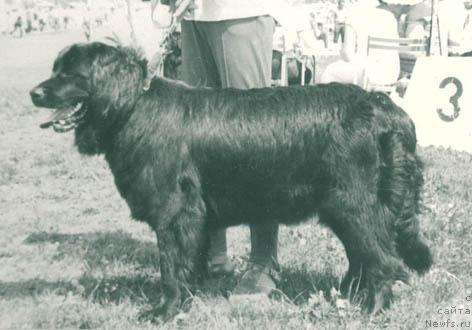 Фото: ньюфаундленд Berta CHarsher (Берта Чаршер)