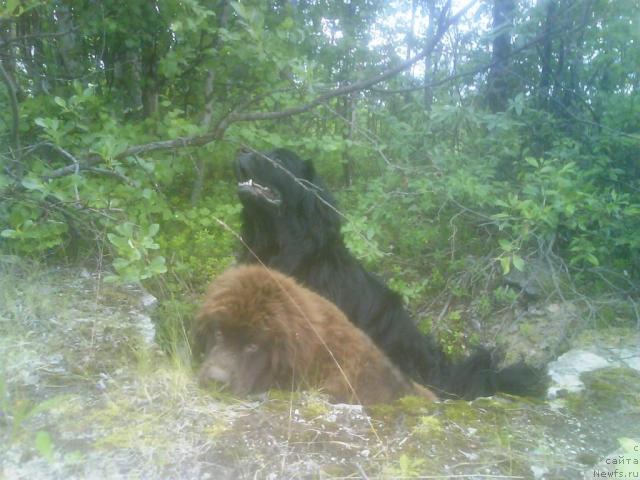 Фото: ньюфаундленд Zenon Zacharovannyiy Princ (Зенон Зачарованный Принц), ньюфаундленд Bavariya (Бавария)