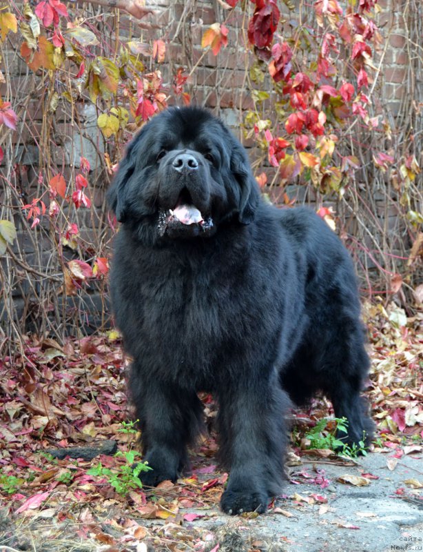 Фото: ньюфаундленд Zhdanny Syn Vialiki Miadzvedz