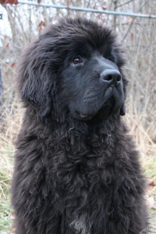 Фото: ньюфаундленд Chernaya Mafia Shengen Visa (Черная Мафия Шенген Виза)