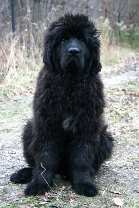 Фото: ньюфаундленд Chernaya Mafia Shengen Visa (Черная Мафия Шенген Виза)