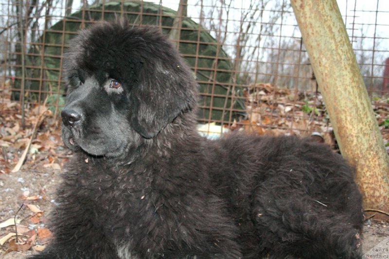 Фото: ньюфаундленд Chernaya Mafia Shengen Visa (Черная Мафия Шенген Виза)