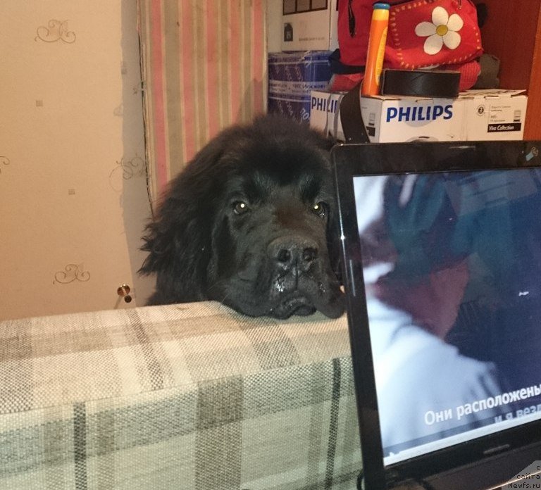 Фото: ньюфаундленд Chernaya Mafia Shrodinger Theory (Черная Мафия Шродингер Тхеору)