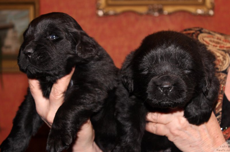 Фото: ньюфаундленд Ariadna Veik (Ариадна Вейк)