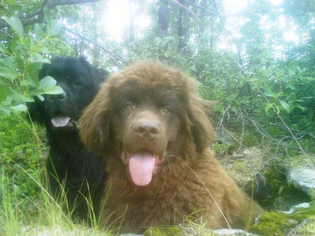 Фото: ньюфаундленд Zenon Zacharovannyiy Princ (Зенон Зачарованный Принц), ньюфаундленд Bavariya (Бавария)