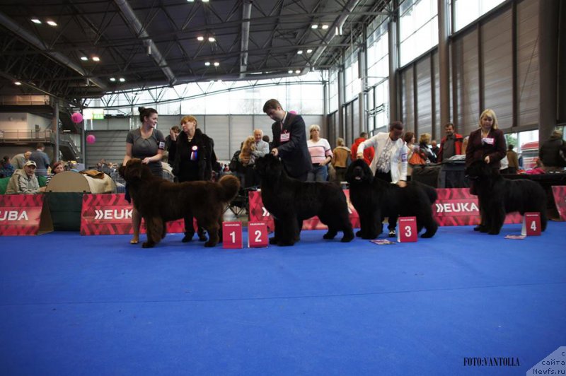 Фото: BRAZYL z Lednickiego Zakola, King of Helluland OVER THE TOP, BEY WORDOF MOUTH of Newfoundland Hills, KING OF HEART Midnight Bear