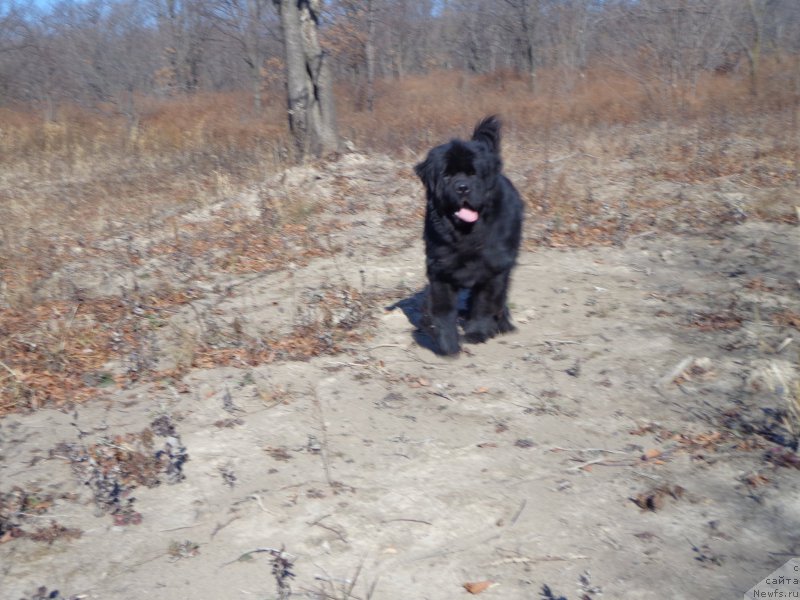 Фото: ньюфаундленд Super Premium Mikado (Супер Премиум Микадо)