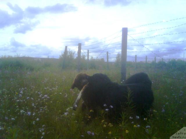 Фото: ньюфаундленд Zenon Zacharovannyiy Princ (Зенон Зачарованный Принц), ньюфаундленд Bavariya (Бавария)