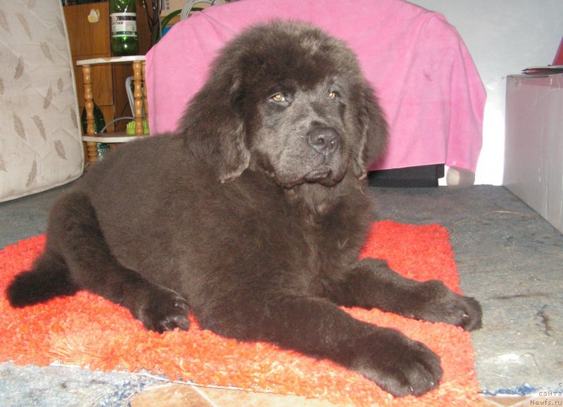 Фото: ньюфаундленд N'yufort Unikal'naya Krasotka (Ньюфорт Уникальная Красотка)