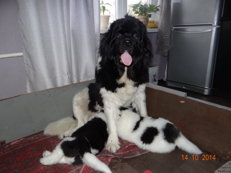 Фото: ньюфаундленд Fiamettahauz Pretti Drim (Фиаметтахауз Претти Дрим)