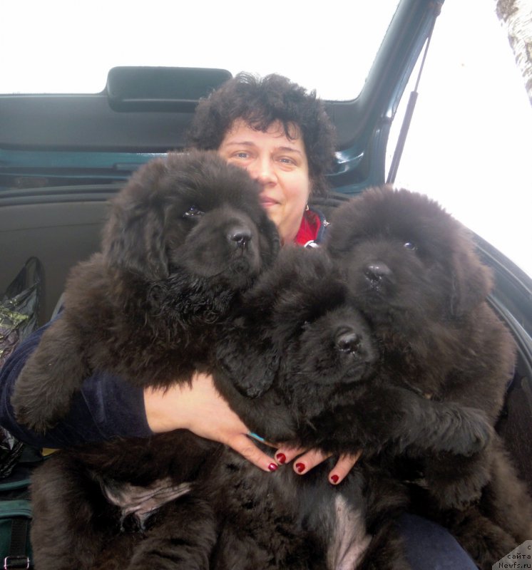 Фото: ньюфаундленд Alfa Dar Oksa Avinsenta (Альфа Дар Окса Авинсента), ньюфаундленд Al'fa Dar Oksa Avgustina (Альфа Дар Окса Августина), ньюфаундленд Alfa Dar Oksa Alisa (Альфа Дар Окса Алиса)