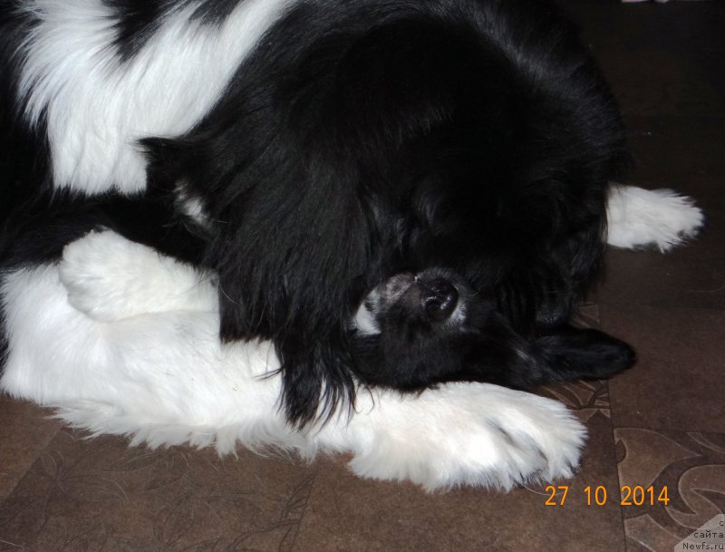 Фото: ньюфаундленд Fiamettahauz Pretti Drim (Фиаметтахауз Претти Дрим)