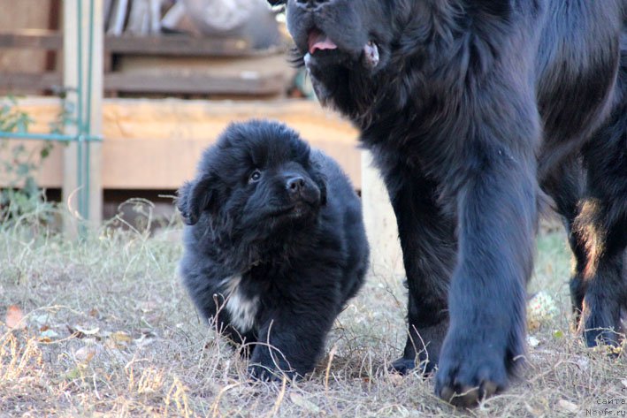 Фото: ньюфаундленд Zvezdnij Dar Afina dlja Berega Dona (Звездный Дар Афина для Берега Дона), ньюфаундленд Ballada Zvezdnogo Dara s Berega Dona (Баллада Звездного Дара с Берега Дона)