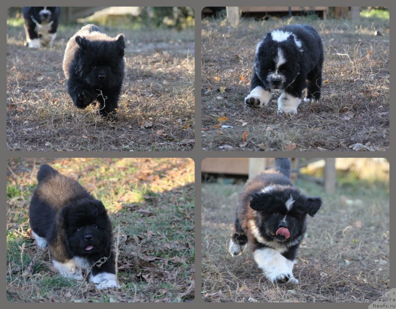 Фотография № 167397