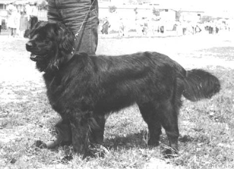 Фото: ньюфаундленд Betti Top (Бетти Топ)