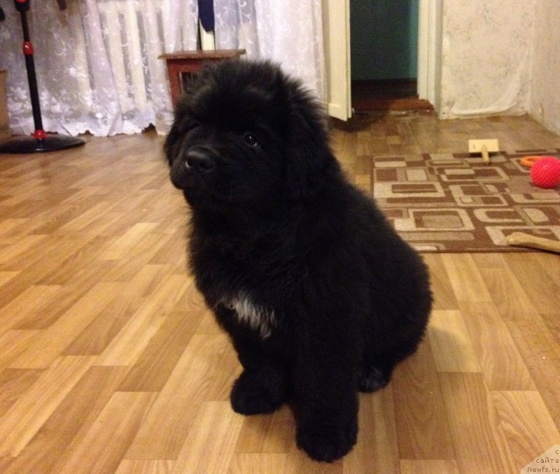 Фото: ньюфаундленд Basnja s Berega Dona (Басня с Берега Дона)